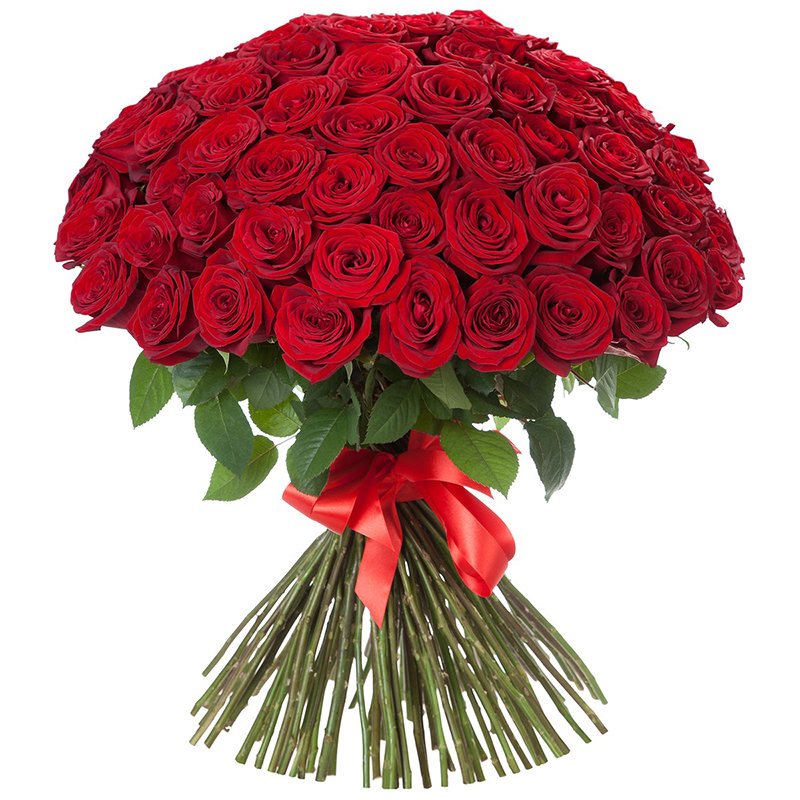 51 красная  роза 60 - 70 см.