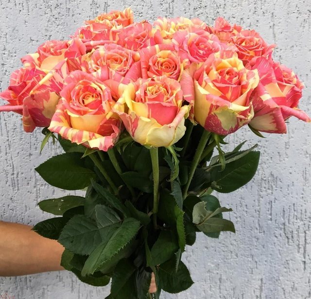 25 бело-розовых роз "Фиеста"