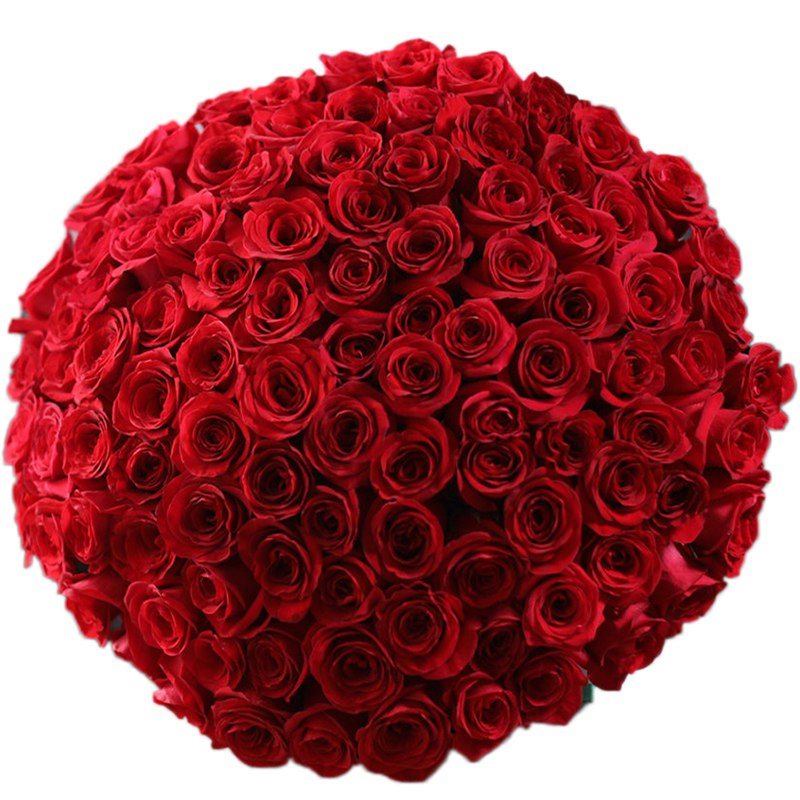151 красная роза 50 см