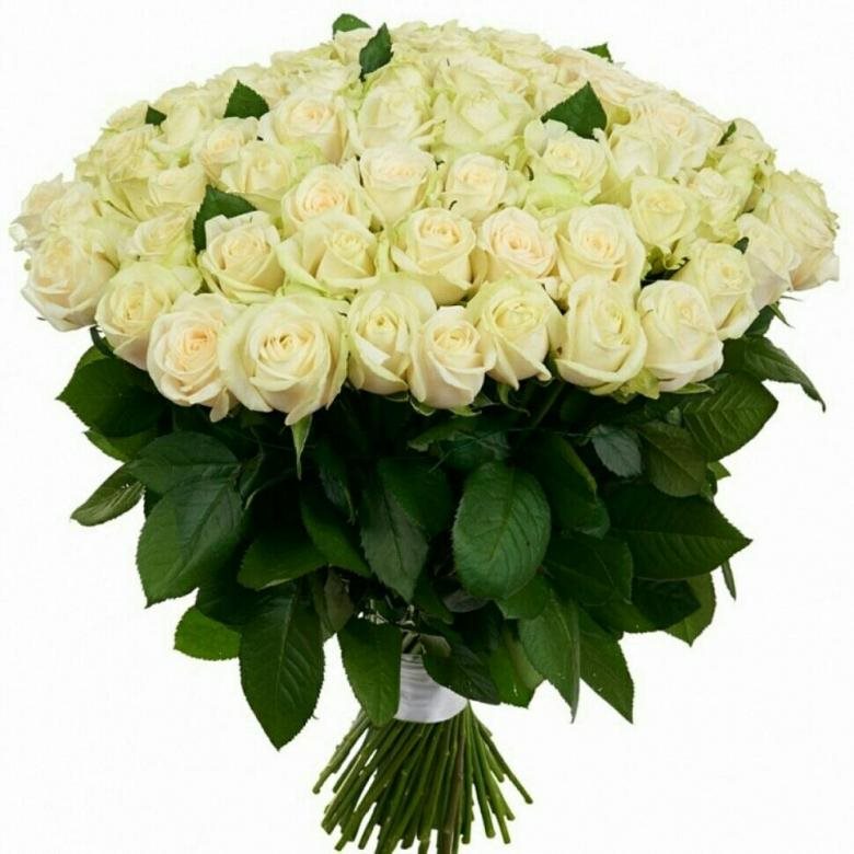 Купить 51 белую розу 70 см