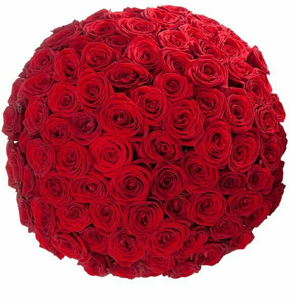 201 роза  красная 70 см