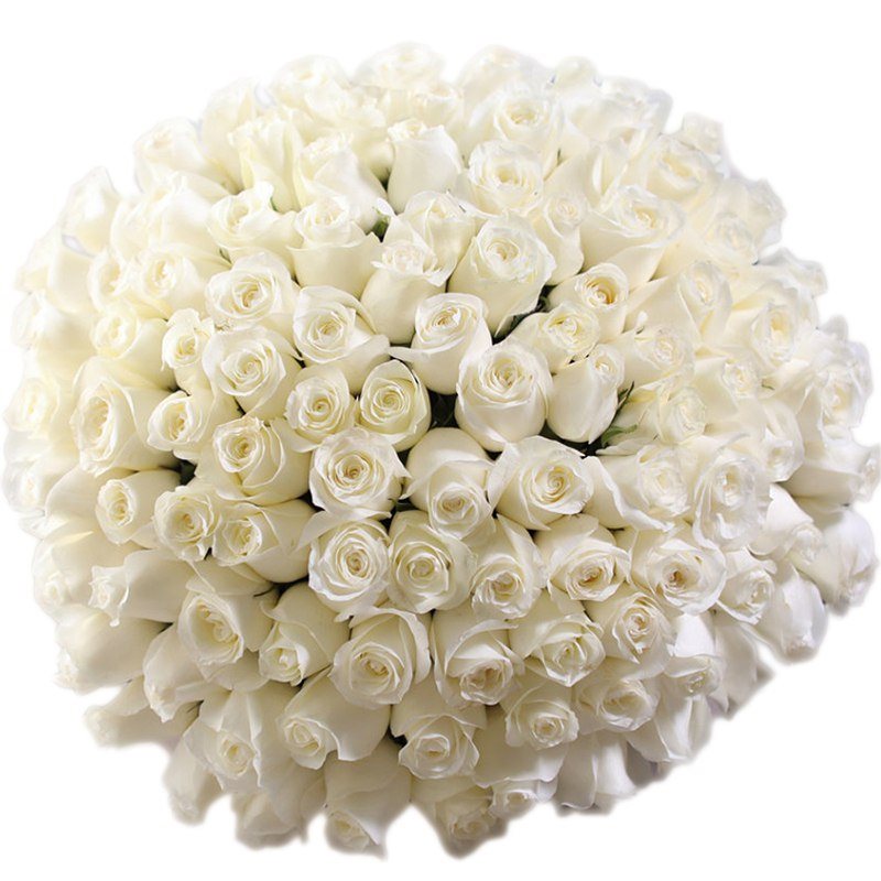 151  белая роза 60 см