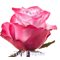 25 розово-сиреневых роз "Дип Пепл" 40-80 см