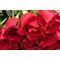 151 красная роза 80 см