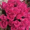 Купить 51 розовую розу 70 см