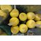 Одноголовая хризантема оптом 10 шт в пачке