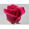 25 ярко розовых роз "Пинк Флойд" 40-80 см