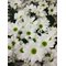 25 хризантем белых "Бакарди"