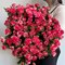 25 кустовых роз Фаерворкс 70 см