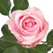 25 роз 60 см розовые в банче