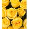 151 желтая роза  60 см