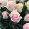 25 нежно розовых роз "Пинк Мондиаль"