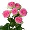 Букет из 15 пионовидных роз « Gelato »