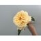 25 пионовидных роз Кандилайт