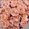 15 пионовидных роз Джульетта