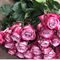 25 розово-сиреневых роз "Дип Пепл" 40-80 см