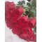 Букет 75 красных роз 50 см