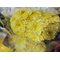 Хризантемы оптом от 20 шт без обработки