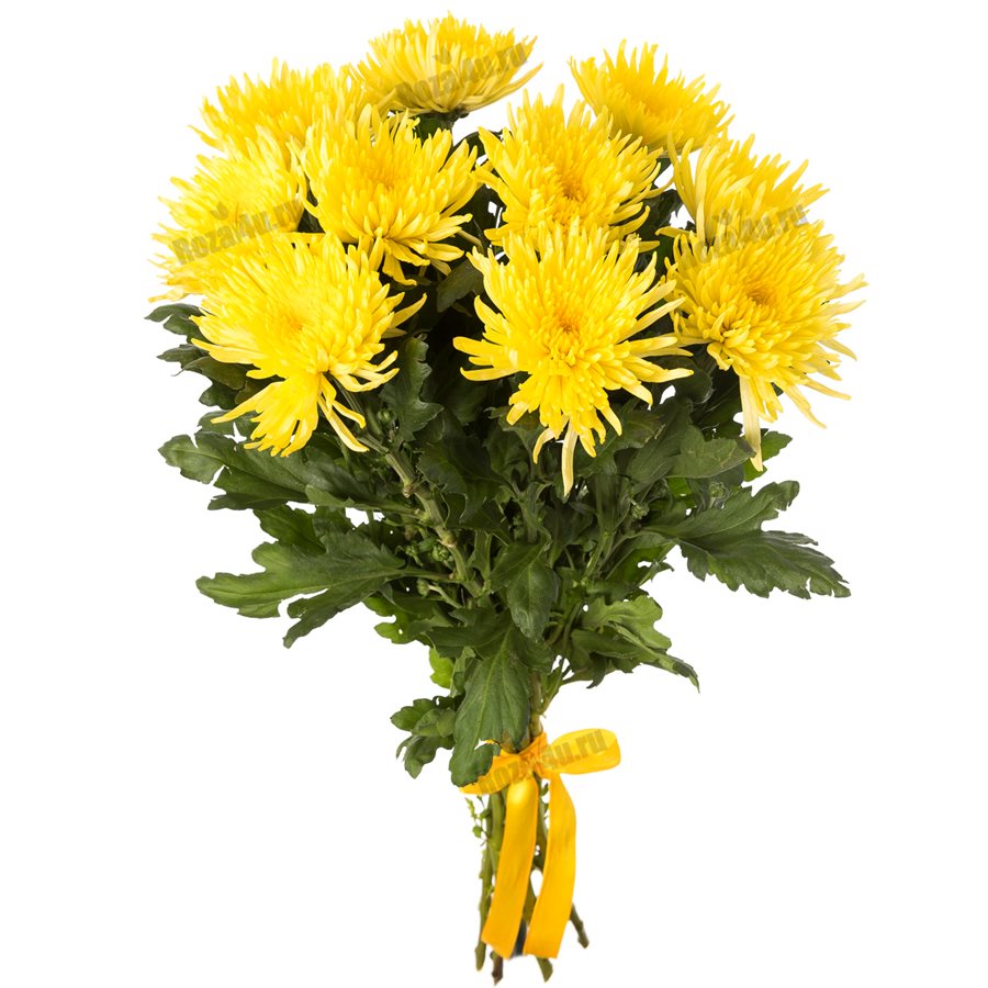 11 хризантем жёлтых Анастасия Санни