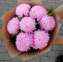 7 розовых хризантем Антонов