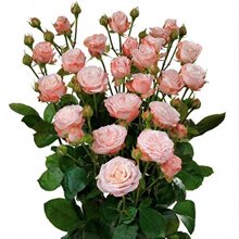 Пионовидная роза « Мадам Бамбастик »