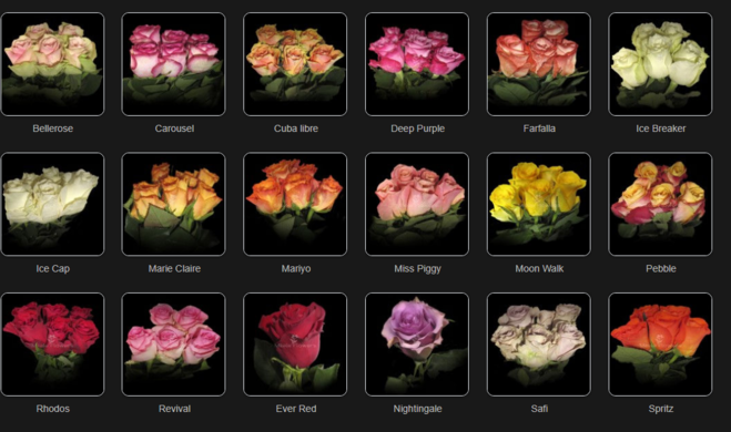 Отличие роз кенийских от эквадорских и российских роз. - Купить розы дёшевоЭквадор 80 руб. Доставка роз СПб 🌹SPBROSA