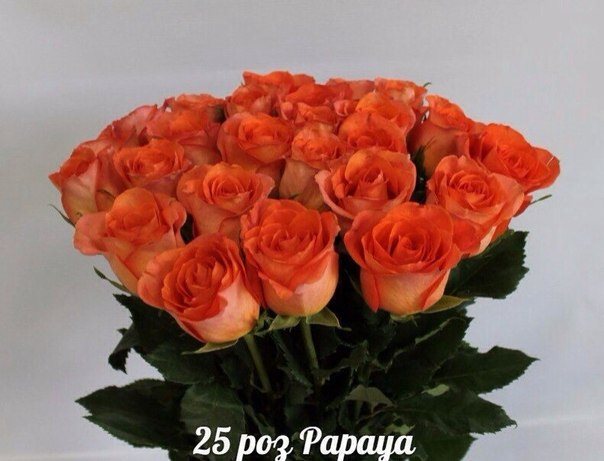 Розы PAPAYA