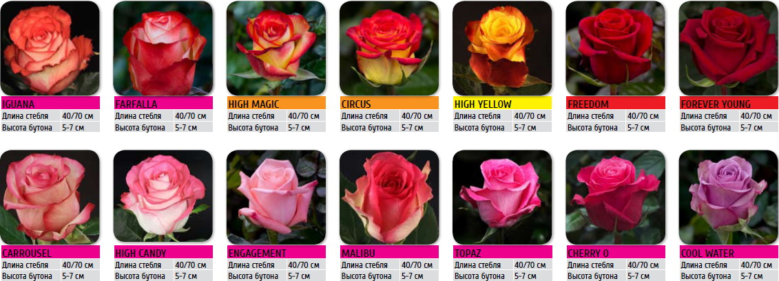 Сорта эквадорских роз - красивые фото