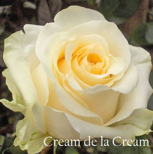 РОЗЫ  - Cream de la Cream