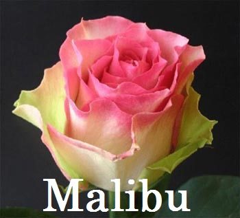 Роза  Malibu 