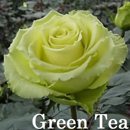 Роза - Green Tea