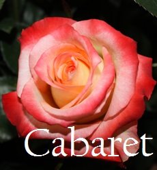 Роза Кабарет (Cabaret)