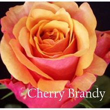 Роза Черри Бренди - пособны вписаться в любые коллекции роз и украшать самые изысканные праздники.Цветок с удлиненным центром, махровый до 45 лепестков, диаметр почти 10 сантиметров. Уникальное сочетание цветов оставляет незабываемое впечатление: изнутри ржавого, плавно переходящий в темно-оранжевый, а внешние лепестки бледно-вишневого цвета. Стебель розы почти без шипов, что делает ее еще привлекательней. Бутон цветка довольно плотный. 