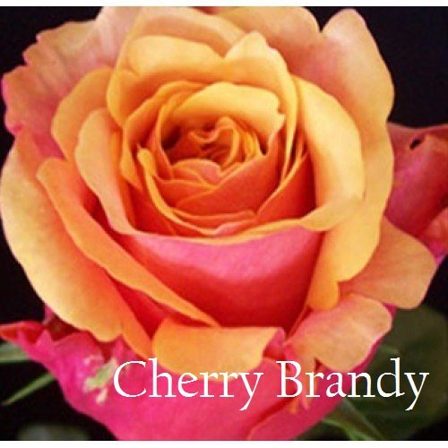 Роза Черри Бренди - пособны вписаться в любые коллекции роз и украшать самые изысканные праздники.Цветок с удлиненным центром, махровый до 45 лепестков, диаметр почти 10 сантиметров. Уникальное сочетание цветов оставляет незабываемое впечатление: изнутри ржавого, плавно переходящий в темно-оранжевый, а внешние лепестки бледно-вишневого цвета. Стебель розы почти без шипов, что делает ее еще привлекательней. Бутон цветка довольно плотный. 