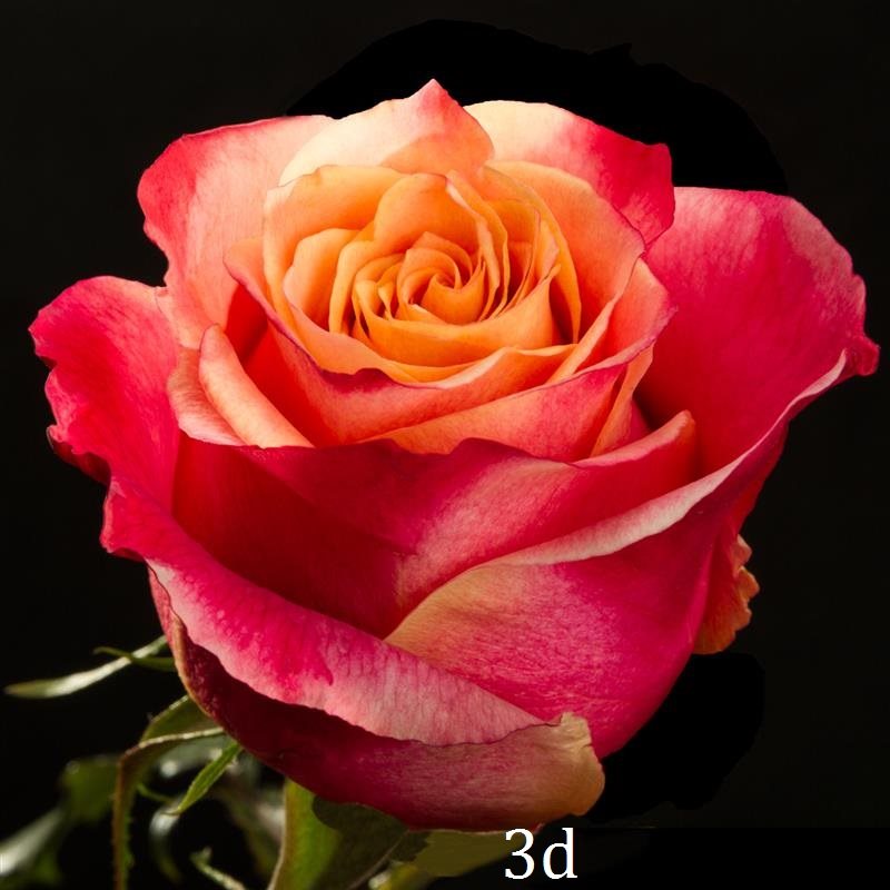 Розы 3D