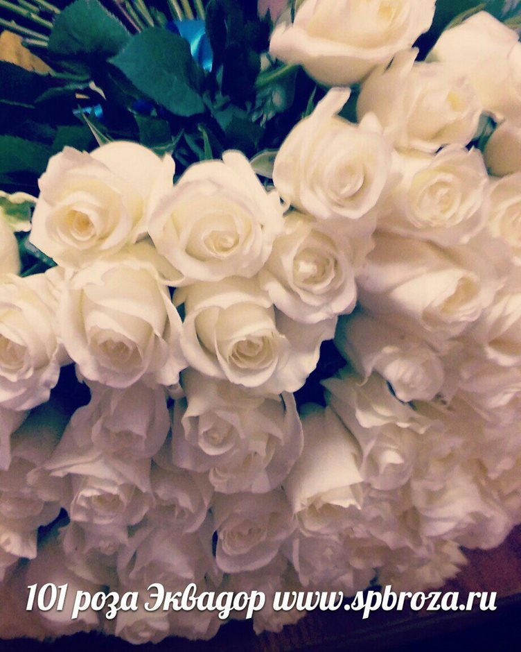 фото 51 белая роза 60 см 