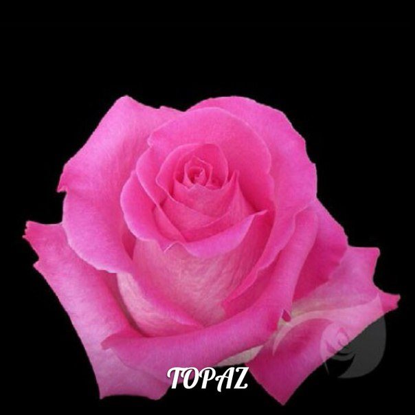 Роза Топаз