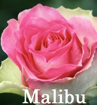 Роза MALIBU
