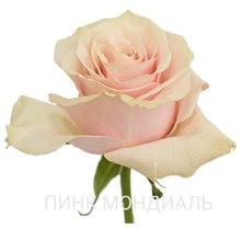 Сорт розы Пинк Мондиаль