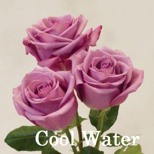 Роза Холодная вода (Кул воте, Cool Water) нежно лилового цвета с приятным тонким ароматом. Цветки среднего размера, до 30 лепестков, лепестки бархатистые прямые. По мере распускания цветок приобретает более светлые оттенки.