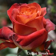 Роза Кофе Брейк - одна из самых красивых роз.