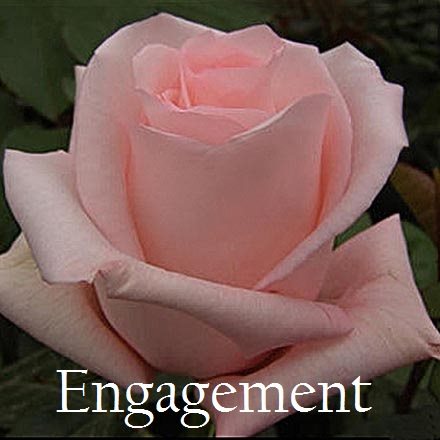 Роза чайно-гибридная Ангажемент (Engagement) . Бутон крупный, нежно – розовый, бокаловидный, махровый из  35-40 заостренных лепестков, без запаха. Форма бутона заостренная, вытянутая. Очень крупные цветы.  До сих пор считается одной из лучших  роз.