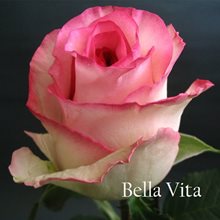 Роза Белла Вита - является представителем чайно-гибридного двухцветного сорта.Махровый бутон, напоминающий форму бокала, может содержать до 40 лепестков, имеющих бледный цвет. Ближе к краю цвет лепестка приобретает более густой окрас. Бутон крупный, при цветении раскрывается в большой цветок. Цветок обладает тонким, практически неуловимым приятным ароматом.