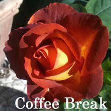 Роза Кофе Брейк - одна из самых красивых роз.Роза чайно-гибридная Кофе Брейк (Coffee Break) - самый прекрасный яркий сорт роз. Цветки играют песочным, оранжевым, терракотовым цветами, в которых просматриваются коричневые нотки. Цветки махровые до 30 лепестков, крупные - до 10 см в диаметре. Бутоны широкие, напоминающие по форме капусту. Долго держатся на кусте и в срезке. 
