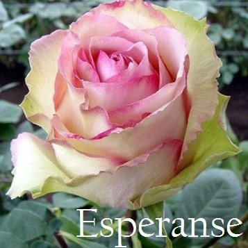 Роза - Esperanse