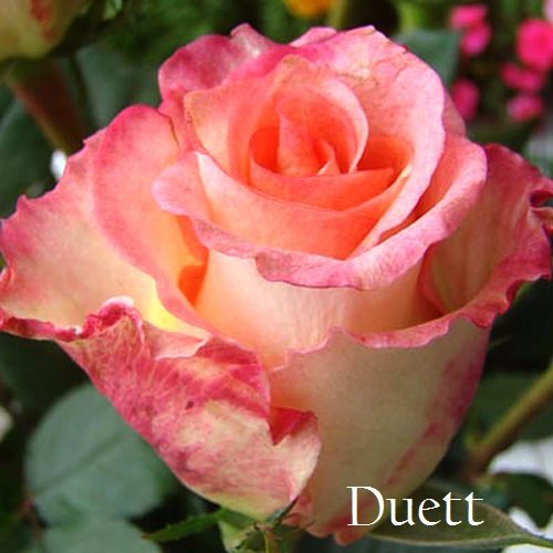 Роза чайно-гибридная Дуэт (Duett). Бокаловидный цветок чайно-гибридной розы Дуэт отличается насыщенным перламутровым цветом с более темными краями лепестков. На концах гофрированных лепестков тонкая розовая кайма. Крупный до 10 см цветок розы, обладает тонким запахом аромата фиалки.