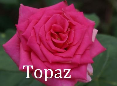 Роза Топаз - чайно-гибридная Топаз (Topaz) - один из самых красивых сортов роз. Цвет ярко-розовый. Цветки  махровые до 40 лепестков, крупные - до 10-12 см в диаметре. Лепестки махровые. Бутоны бокаловидные, вытянутые, высотой до 13 см. Долго держатся на кусте и в срезке. Куст розы густой, прямостоящий, быстро отрастающий, высотой до 100 см. Устойчивость к болезням высокая, морозостойкость высокая