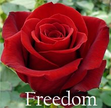 Freedom, или роза Фридом (свобода) является одним из самых распространенных сортов красных роз.Роза Фридом окрашена в цвет средний между бархатным, темно-бардовым цветом и темно-красным.