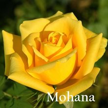 Роза чайно-гибридная Мохана (Mohana) - сорт желтых роз. Бутоны крупные, правильной конусообразной формы, густомахровые – около 45 лепестков в бутоне. Цветок красивого, яркого, желтого цвета, иногда с розовыми тонами по краям лепестков. Высота бутона 6,3-6,5 см. Долго стоит в срезке, до 15 дней.