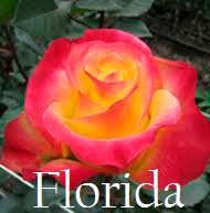 Роза Флорида (Florida)